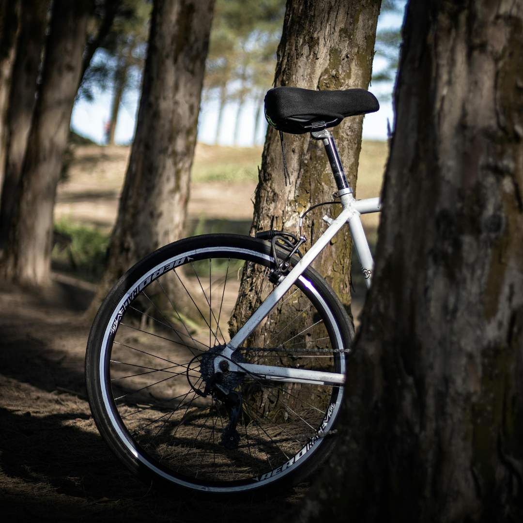 Rower oparty o drzewo w sosnowym lesie nad morzem – oferta Velo Baltica dla rowerzystów